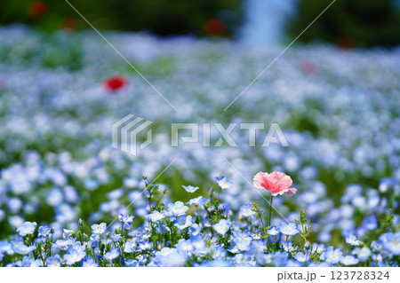 青のネモフィラと春風に揺れるポピー：幻想的な花畑の絶景 123728324