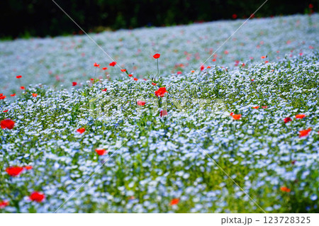 青のネモフィラと春風に揺れるポピー：幻想的な花畑の絶景 123728325