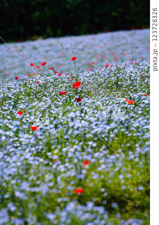 青のネモフィラと春風に揺れるポピー:幻想的な花畑の絶景 青のネモフィラと春風に揺れるポピー:幻想的な花畑の絶景 123728326