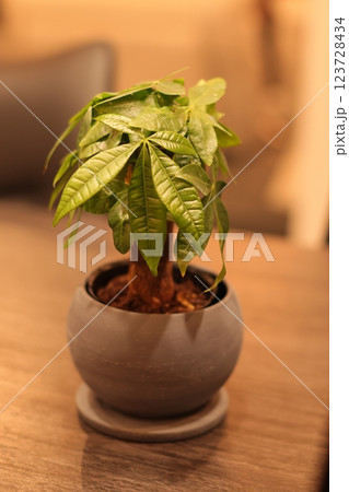 観葉植物 123728434