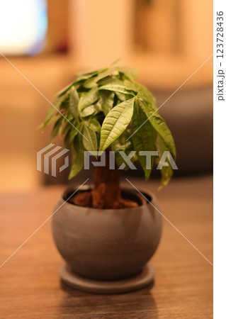 観葉植物 観葉植物 123728436