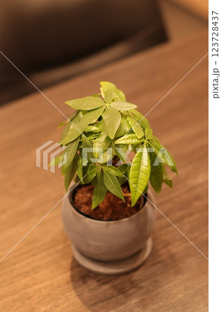 観葉植物 観葉植物 123728437