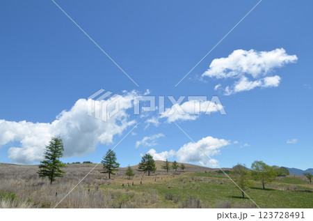 高層湿原 長野県霧ヶ峰高原 高層湿原 長野県霧ヶ峰高原 123728491