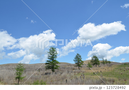 高層湿原 長野県霧ヶ峰高原 高層湿原 長野県霧ヶ峰高原 123728492