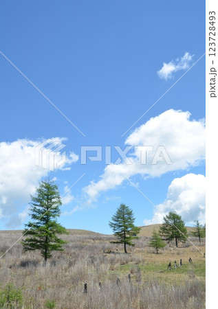 高層湿原 長野県霧ヶ峰高原 高層湿原 長野県霧ヶ峰高原 123728493
