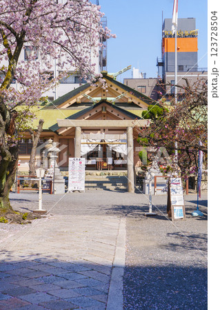 桜が満開の季節の桜宮神社（櫻宮）　--大阪府大阪市都島区中野町-- 123728504