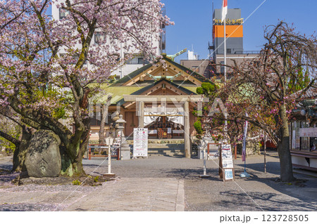 桜が満開の季節の桜宮神社（櫻宮）　--大阪府大阪市都島区中野町-- 123728505