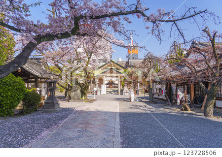 桜が満開の季節の桜宮神社（櫻宮）　--大阪府大阪市都島区中野町-- 123728506