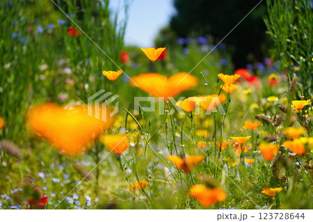 春風に揺れるポピーの花畑：鮮やかなオレンジの彩り 123728644