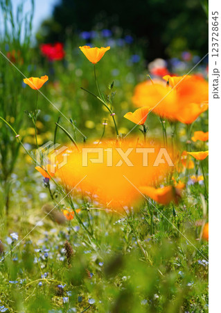 春風に揺れるポピーの花畑:鮮やかなオレンジの彩り 春風に揺れるポピーの花畑:鮮やかなオレンジの彩り 123728645