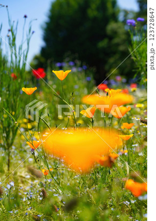 春風に揺れるポピーの花畑：鮮やかなオレンジの彩り 123728647