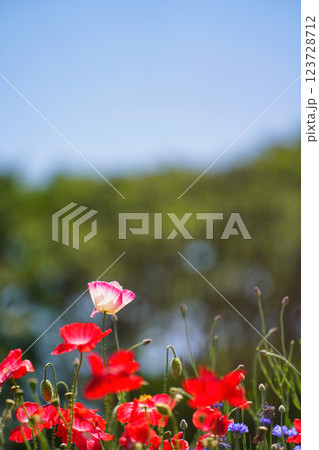 可憐に咲き誇る花々：春の訪れを感じる風景 123728712