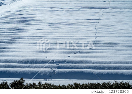 北海道の冬 美瑛・富良野 北海道の冬 美瑛・富良野 123728806