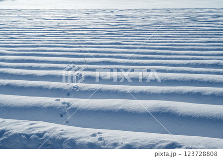 北海道の冬　美瑛・富良野 123728808