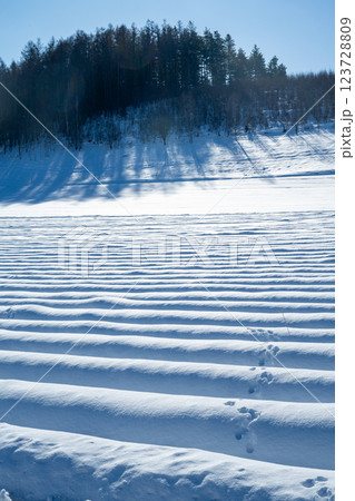 北海道の冬　美瑛・富良野 123728809