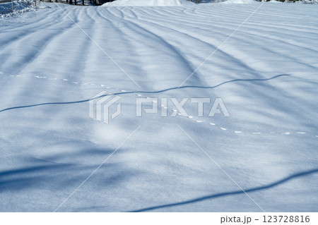北海道の冬　美瑛・富良野 123728816