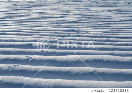 北海道の冬　美瑛・富良野 123728818