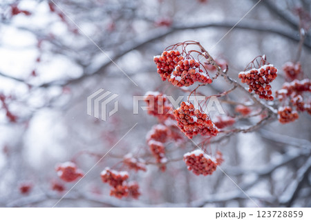北海道の冬 美瑛・富良野 北海道の冬 美瑛・富良野 123728859