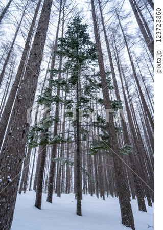 北海道の冬 美瑛・富良野 北海道の冬 美瑛・富良野 123728860