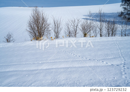 北海道の冬 富良野・美瑛 北海道の冬 富良野・美瑛 123729232