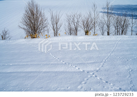 北海道の冬　富良野・美瑛 123729233