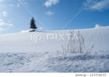 北海道の冬　富良野・美瑛 123729235