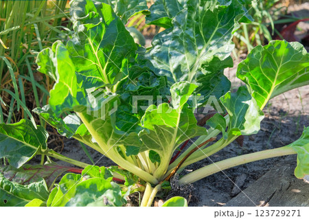 Leaves of Mangold in farming. Beet growing in vegetable garden.  Beetroot. Growing plants at cottage garden. Sunny. 123729271
