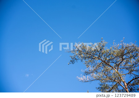 青空に浮かぶ松の木 123729489