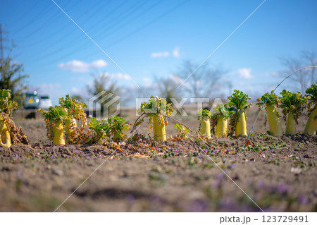 頭の出た大根 123729491