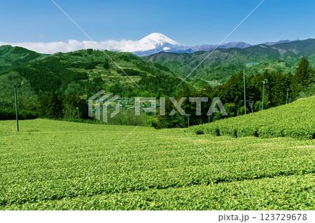 神奈川県の山間部の茶畑から眺める富士山 神奈川県の山間部の茶畑から眺める富士山 123729678