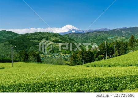 神奈川県の山間部の茶畑から眺める富士山 神奈川県の山間部の茶畑から眺める富士山 123729680