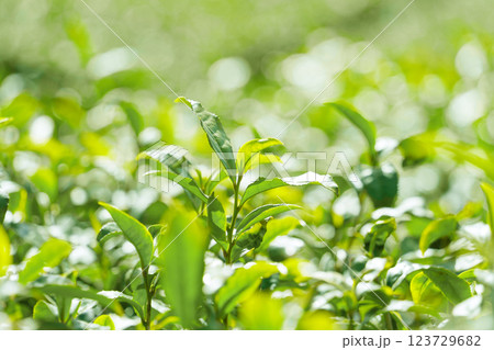 日本の茶畑の茶葉のクローズアップ 123729682