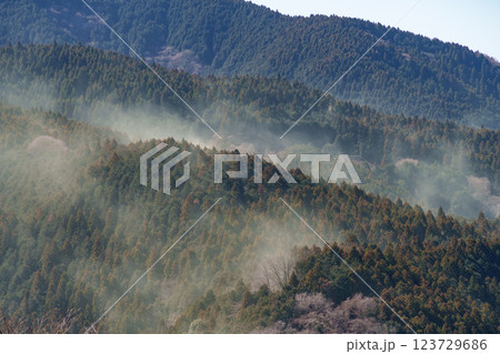 山から大量に飛散する春のスギ花粉 123729686