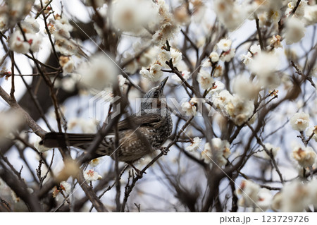 白梅を求めるヒヨドリ 123729726