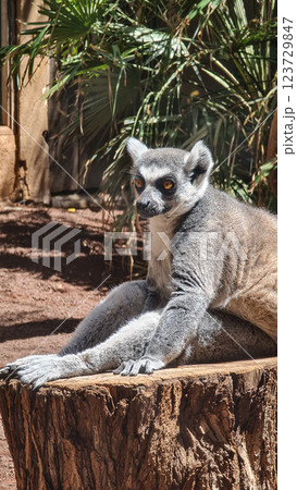 Grey lemur is sitting on wooden stamp Grey lemur is sitting on wooden stamp 123729847