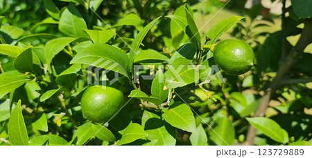 Lime tree with lime fruits 123729889