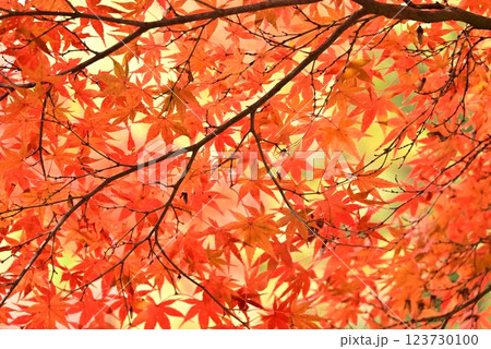 真っ赤な紅葉 123730100