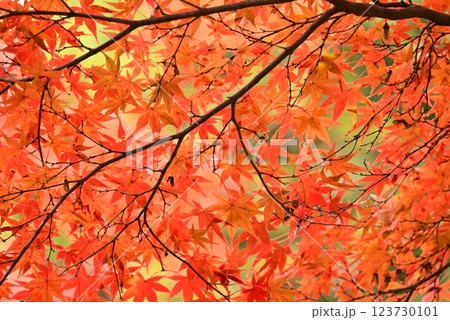 鮮やかな紅葉 123730101