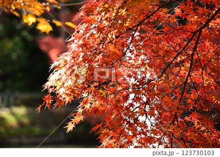 真っ赤な紅葉 123730103