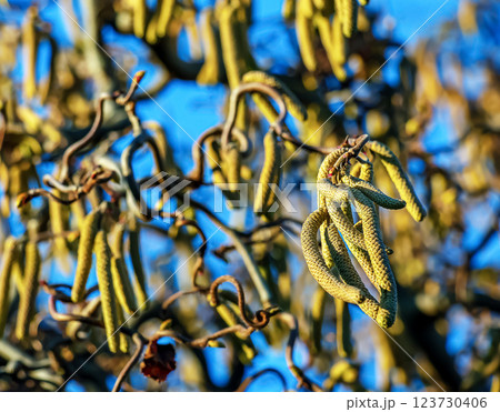 Corylus avellana, common hazel spring male catkins closeup selective focus. Blue sky background. Blurred background. Corylus avellana, common hazel spring male catkins closeup selective focus. Blue sky background. Blurred background. 123730406