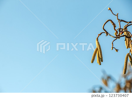 Corylus avellana, common hazel spring male catkins closeup selective focus. Blue sky background. Space for text. 123730407