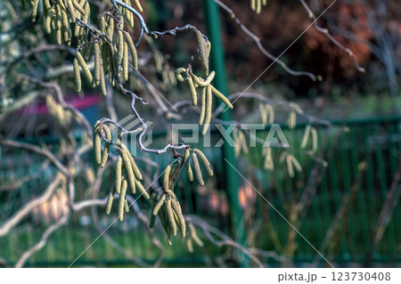 First signs of spring. Hazel, European filbert Corylus avellana opened flower buds and cats on the eve of spring 123730408