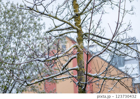 Close up of snow on trees 123730432