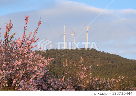 almond tree field during the flowering period 123730444