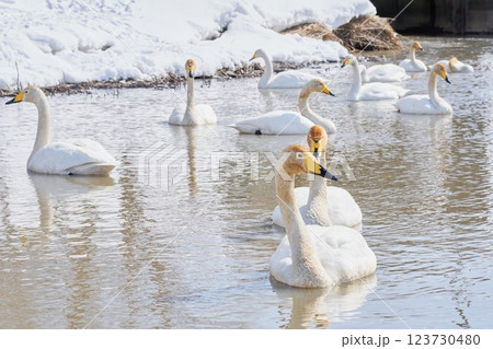 北海道の春に訪れるハクチョウの群れ 123730480