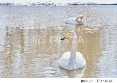北海道の春に訪れるハクチョウ 123730481