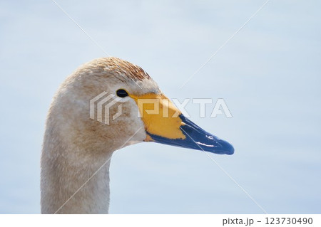北海道の春に訪れるハクチョウ 123730490