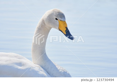 北海道の春に訪れるハクチョウ 123730494