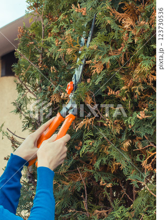 Hand of woman using gardening tool to trim bushes 123730536