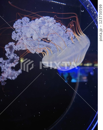 江ノ島水族館 クラゲ 123730599